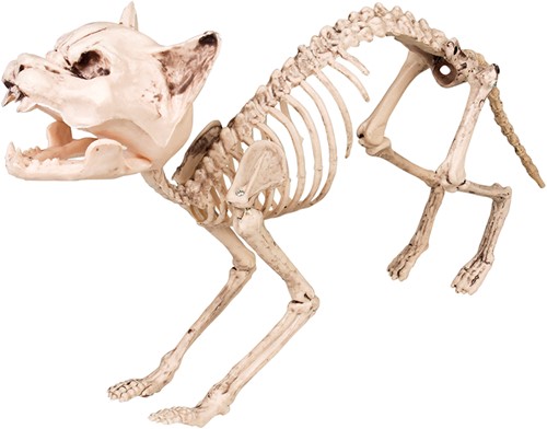 Skelet Kat Halloween Decoratie (60 cm lang)